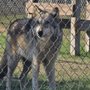 Saint Francis Wolf Sanctuary