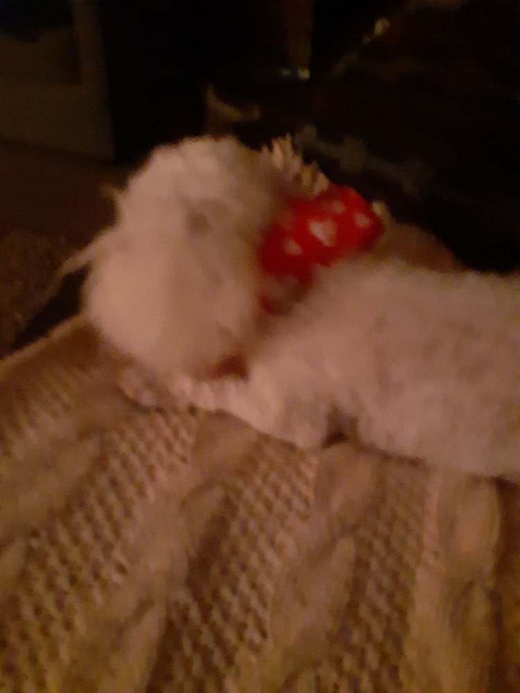 CABOOSE’S PET GROOMING AND SPA 10695 W California Ave, Fresno, California Pet Groomers