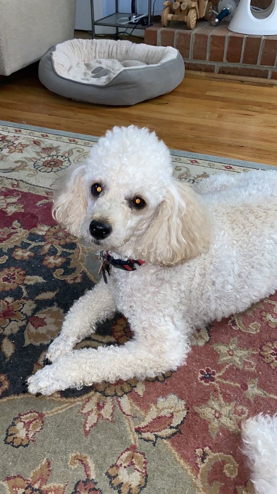 Lindley's Kennel Image