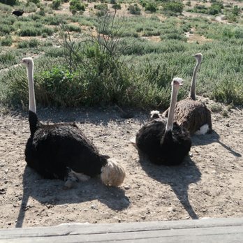 Ostrichland USA - Ostriches just hanging out. 5/14/2017 - Attraction Farms Near Me - Solvang, California Ostrichland USA - Ostriches just hanging out. 5/14/2017 - Attraction Farms Near Me - Solvang, California