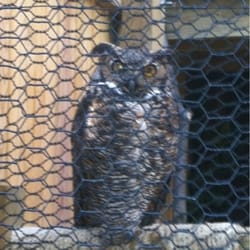 Deep Creek Aviary