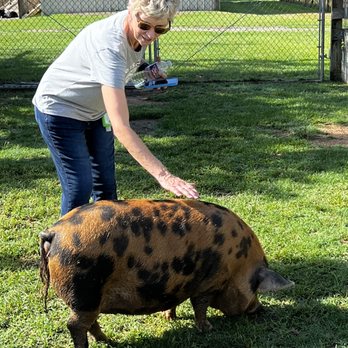 TGR Exotics Wildlife Park - These guys are walking around and you're free to touch and pet. - Zoos Near Me - Spring, Texas