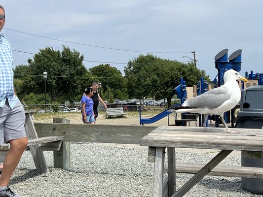 Iggy's Doughboys & Chowder House by null