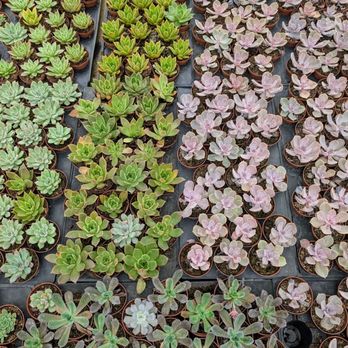 Florida Cactus - Nurseries & Gardening Near Me - Apopka, Florida