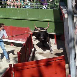 Courses Camarguaises