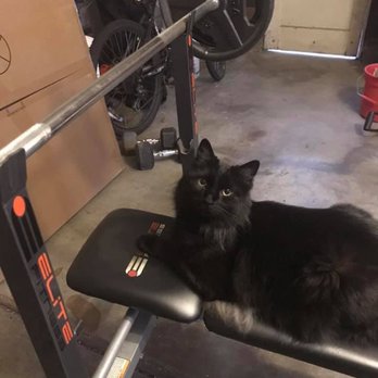 Joybound - All the girls love a guy who works out! - Animal Shelters Near Me - Walnut Creek, California Joybound - All the girls love a guy who works out! - Animal Shelters Near Me - Walnut Creek, California