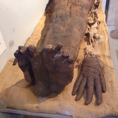 Gustavianum - Uppsala University Museum by null