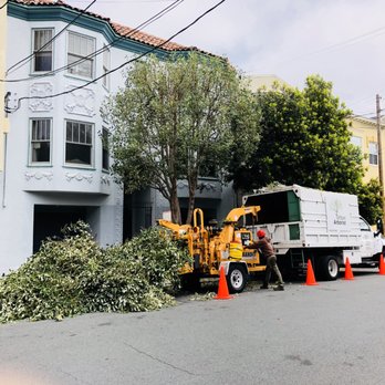 The Urban Arborist - midway through the job photo - Tree Services Near Me - San Francisco, California The Urban Arborist - midway through the job photo - Tree Services Near Me - San Francisco, California