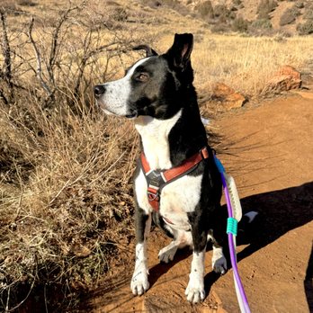 Hi Country Hounds - Dog Walkers Near Me - Evergreen, Colorado Hi Country Hounds - Dog Walkers Near Me - Evergreen, Colorado