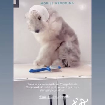 Pupwash911 - During blow dry! Was super nervous about this but he did great! - Pet Groomers Near Me Pupwash911 - During blow dry! Was super nervous about this but he did great! - Pet Groomers Near Me