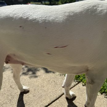 Dogtopia - Gashes from injuries caused at Dogtopia. - Pet Sitting Near Me - Alexandria, Virginia Dogtopia - Gashes from injuries caused at Dogtopia. - Pet Sitting Near Me - Alexandria, Virginia