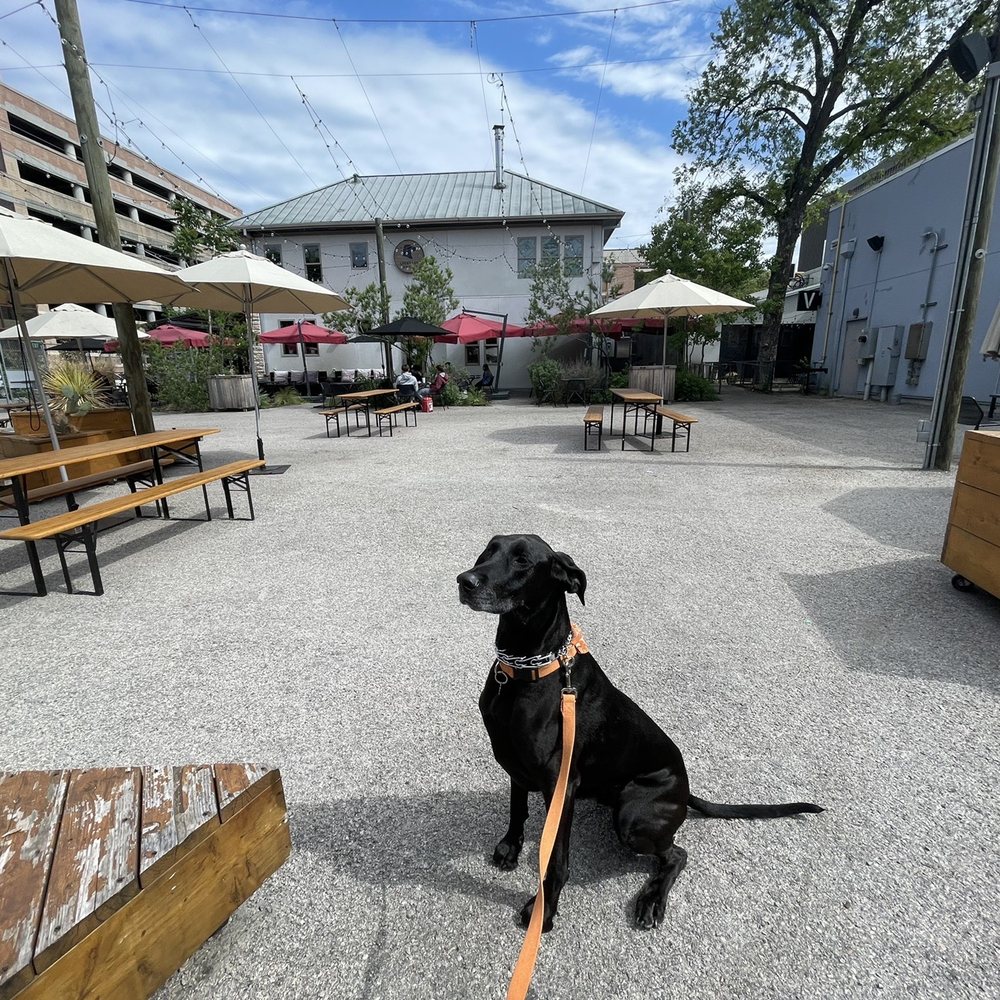 Lucky Lab Coffee - View of seating area (pup for tax) - Desserts Near Me - Austin, Texas Lucky Lab Coffee - View of seating area (pup for tax) - Desserts Near Me - Austin, Texas