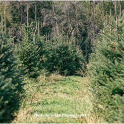 Kavan Family Christmas Tree Farm