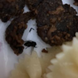 Burger Day's - Edirne tava ve ölmüş sinek