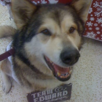 PetSmart - Halloween Costume Contest Winner! - Pet Training Near Me - Lake Forest, California PetSmart - Halloween Costume Contest Winner! - Pet Training Near Me - Lake Forest, California