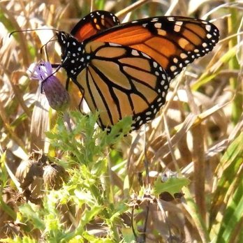 Tifft Nature Preserve - Monarch Butterfly at Tifft (2018) - Hiking Near Me - Buffalo, New York Tifft Nature Preserve - Monarch Butterfly at Tifft (2018) - Hiking Near Me - Buffalo, New York