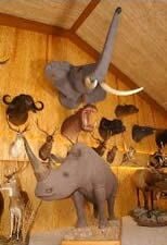 Food from Safari Bar