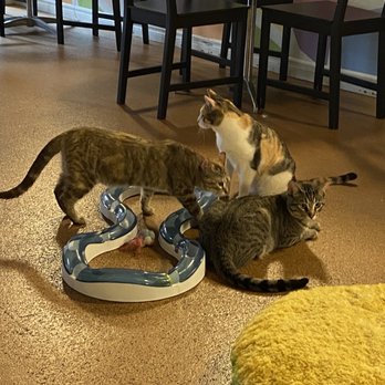 The Cat Cafe - Coffee & Tea Near Me - San Diego, California The Cat Cafe - Coffee & Tea Near Me - San Diego, California