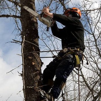 Rango Tree - Tree Services Near Me - Chattanooga, Tennessee Rango Tree - Tree Services Near Me - Chattanooga, Tennessee