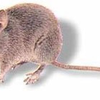 Bradley's Pest & Termite - Pest Control Near Me Bradley's Pest & Termite - Pest Control Near Me