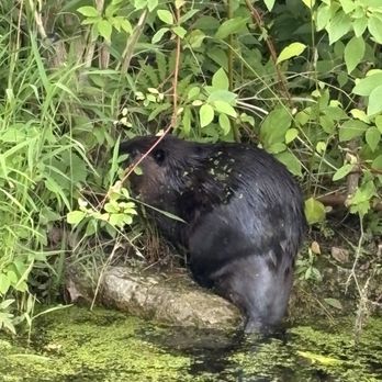 Evergreen Brick Works - Beaver - Farmers Market Near Me - Toronto, Ontario Evergreen Brick Works - Beaver - Farmers Market Near Me - Toronto, Ontario