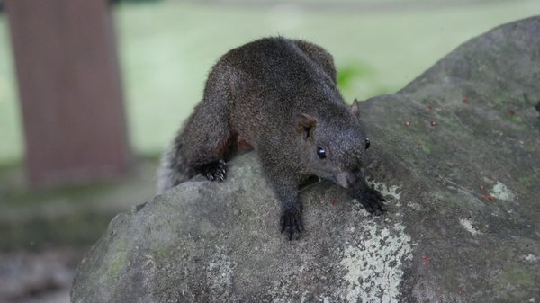 Daan Forest Park by null