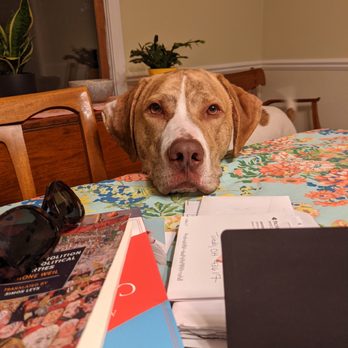 The Puppy Coach - Pet Training Near Me The Puppy Coach - Pet Training Near Me