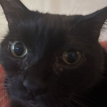 SPCA Florida - my son - Animal Shelters Near Me - Lakeland, Florida SPCA Florida - my son - Animal Shelters Near Me - Lakeland, Florida