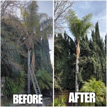 Handy Man Jose - Palm cleaning - Junk Removal & Hauling Near Me Handy Man Jose - Palm cleaning - Junk Removal & Hauling Near Me