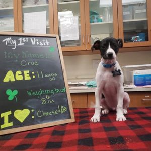 HUFFARD ANIMAL HOSPITAL - 39 Photos & 76 Reviews - 8073 Ritchie Hwy