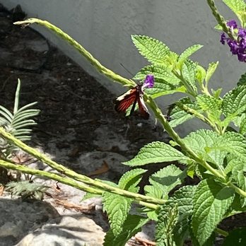 Butterfly World - Botanical Gardens Near Me - Coconut Creek, Florida