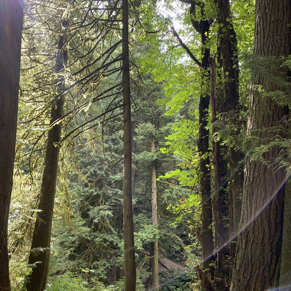 Forest Forest