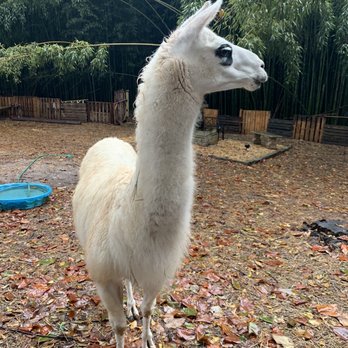 Alpaca Treehouse in the Bamboo Forest - Vacation Rentals Near Me - Atlanta, Georgia