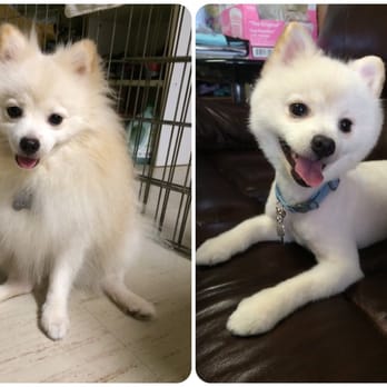 K-9 Style - Just in time for summer! - Pet Groomers Near Me - Honolulu, Hawaii K-9 Style - Just in time for summer! - Pet Groomers Near Me - Honolulu, Hawaii