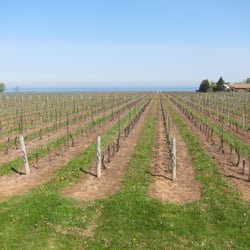 Niagara Vintage Wine Tours