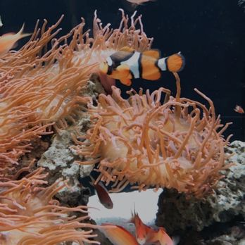 Shedd Aquarium - Aquariums Near Me - Chicago, Illinois