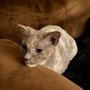 Photo of Tailz Mobile Grooming Pet Spa