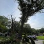 Photo of Progressive Discount Tree Service