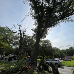 Progressive Discount Tree Service
