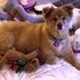 Photo of Jersey Village Animal Hospital