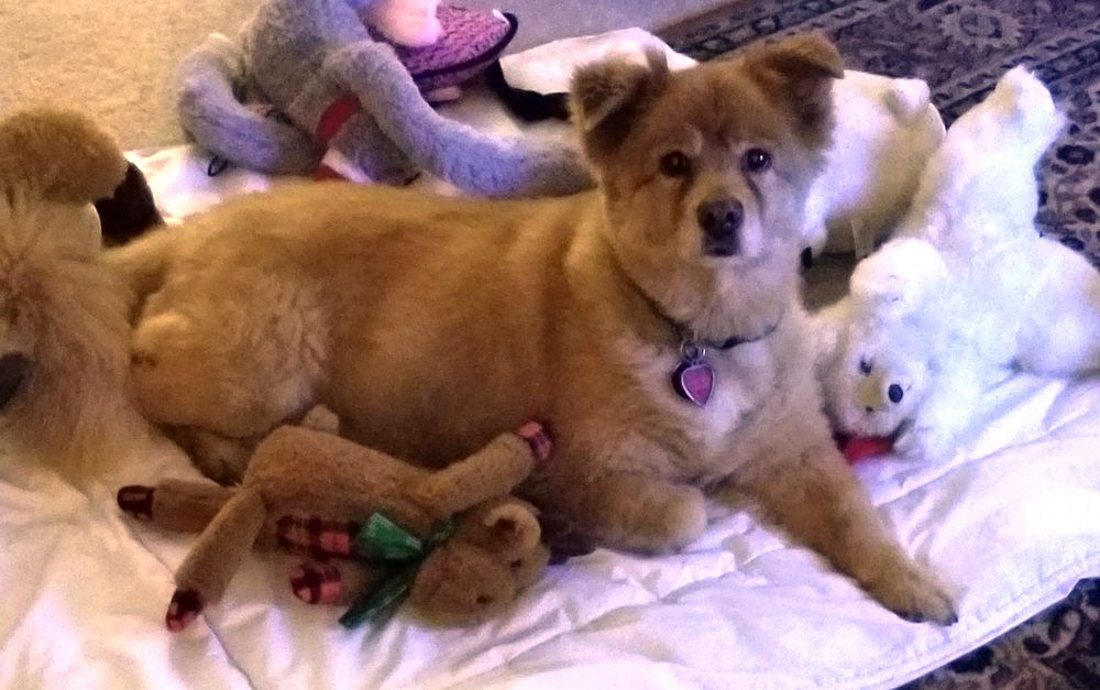 Jersey Village Animal Hospital - pet boarding facility in Houston, TX