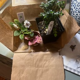 Terrarium plants and a bonsai plant Terrarium plants and a bonsai plant