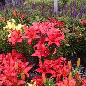 The Home Depot - Brilliant color. - Nurseries & Gardening Near Me - Lawrenceville, Georgia The Home Depot - Brilliant color. - Nurseries & Gardening Near Me - Lawrenceville, Georgia