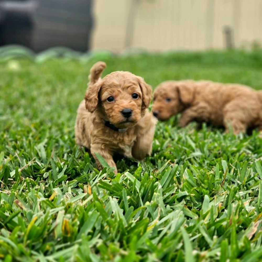 We R Mini Doodles Image
