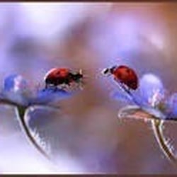 Holistic Healing & Yoga - Creating Harmony in Manifesting Our Dreams