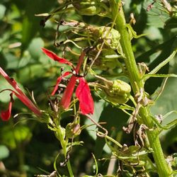 Eloise Butler Wildflower Garden and Bird Sanctuary