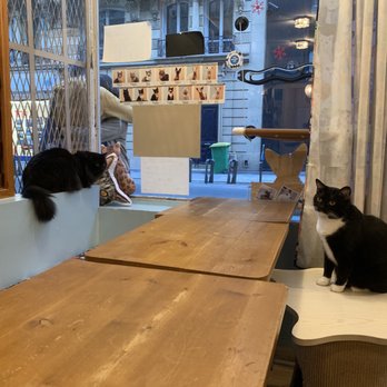 Chat Mallows Café - Themed Cafes Near Me - Paris, 75 Chat Mallows Café - Themed Cafes Near Me - Paris, 75