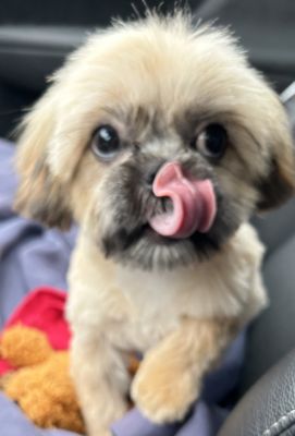 Adorable Pet Grooming Salon by null