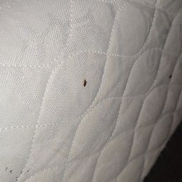 Theres no way this was not seen during inspection! Bed bugs were huge!! Theres no way this was not seen during inspection! Bed bugs were huge!!