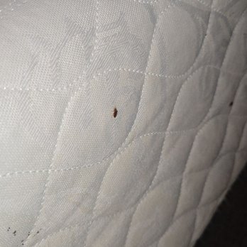 Residence Inn by Marriott Long Beach Downtown - Theres no way this was not seen during inspection! Bed bugs were huge!! - Hotels Near Me - Long Beach, California Residence Inn by Marriott Long Beach Downtown - Theres no way this was not seen during inspection! Bed bugs were huge!! - Hotels Near Me - Long Beach, California